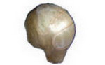 LW A54 Wig